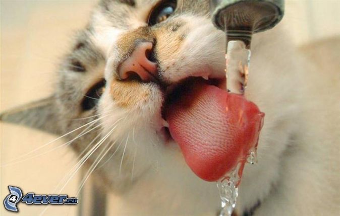[pictures.4ever.eu]%20cat%20drinking%20from%20the%20tap,%20tongue%20131540.jpg